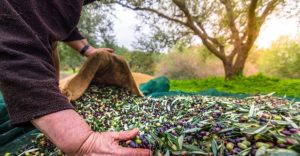 Hedef 300 milyon dolar ihracat