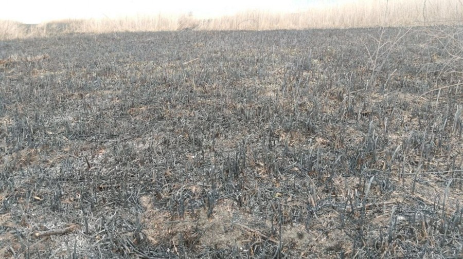 Otluk alanda çıkan yangın 100 dönüm sazlık alanı yok etti