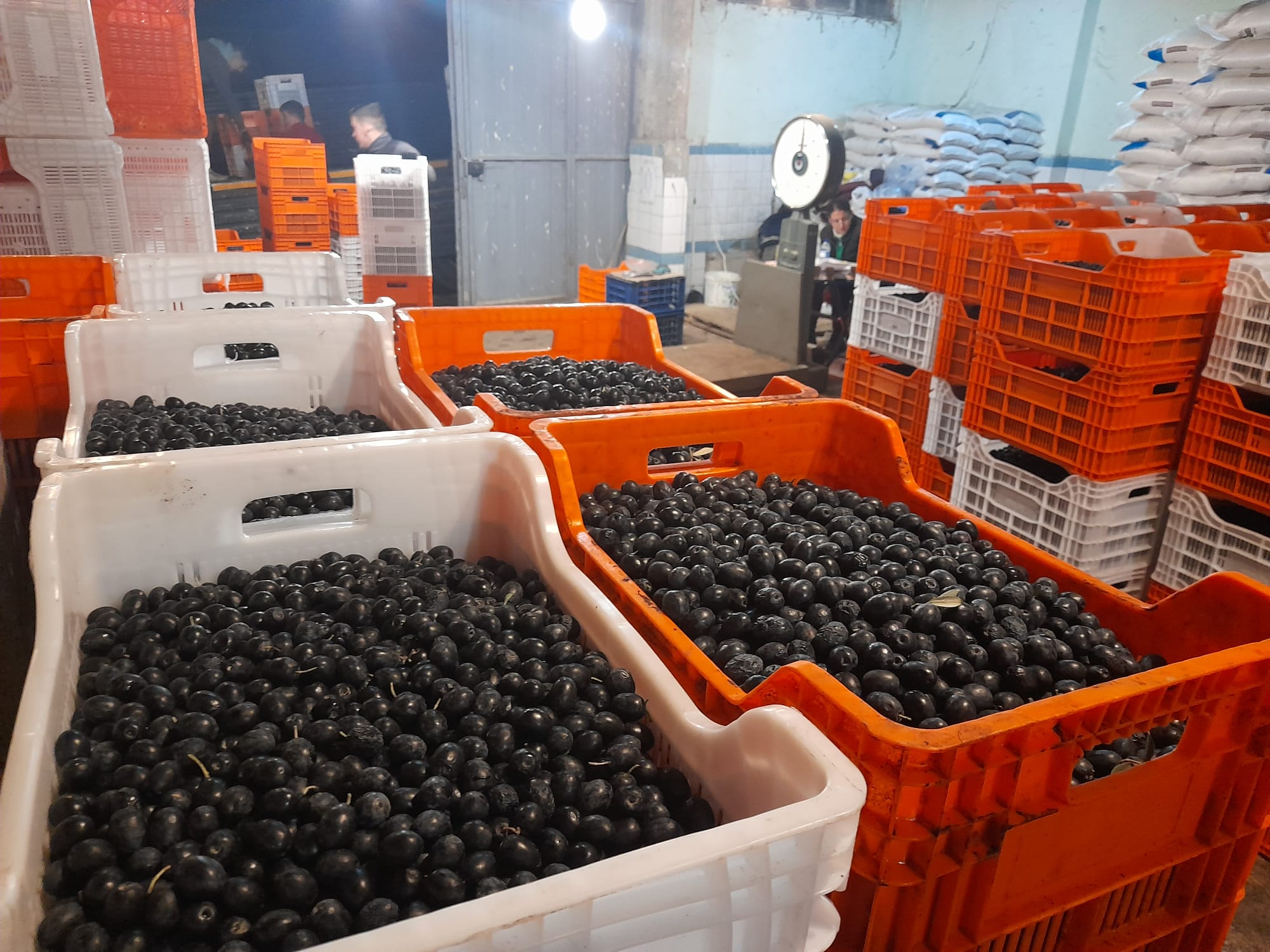 Tarım kredi zeytin alımlarını tamamladı