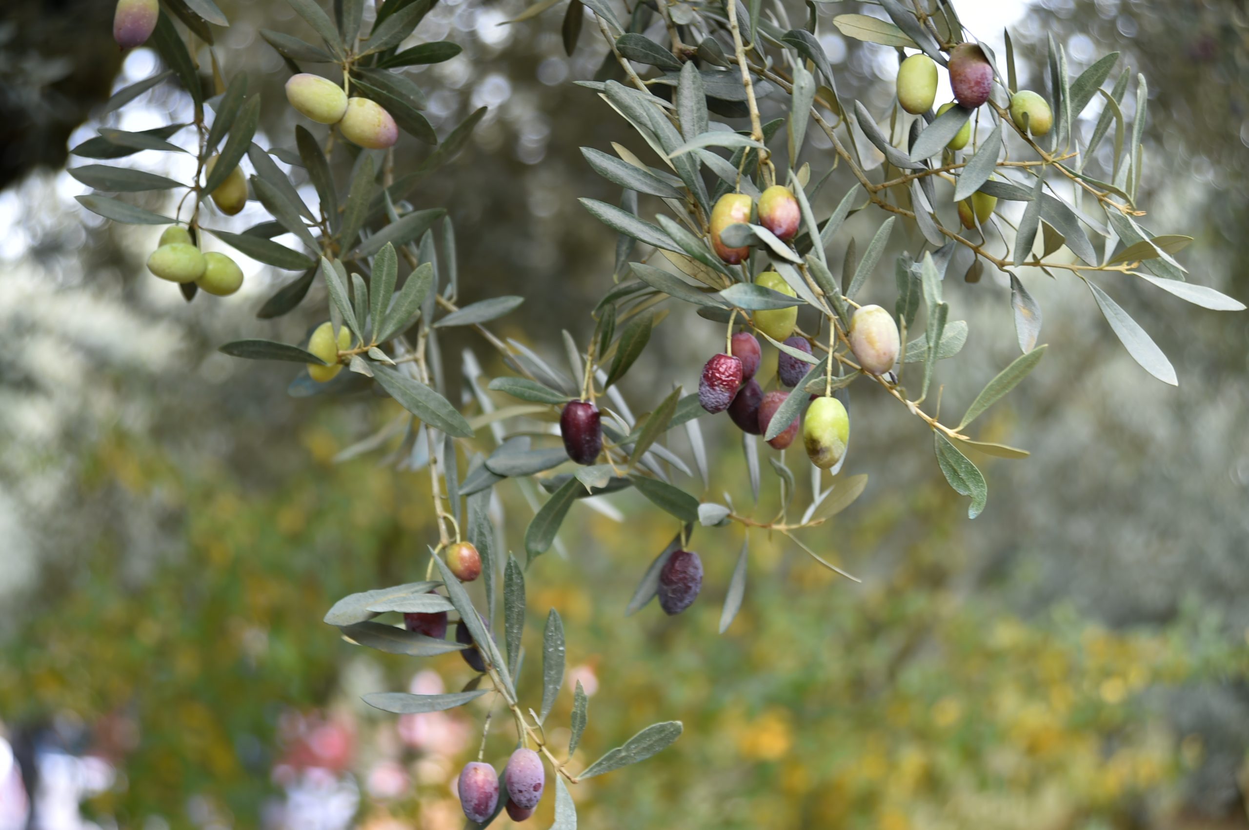 Bu yılın rekolte beklentisi 20 bin ton