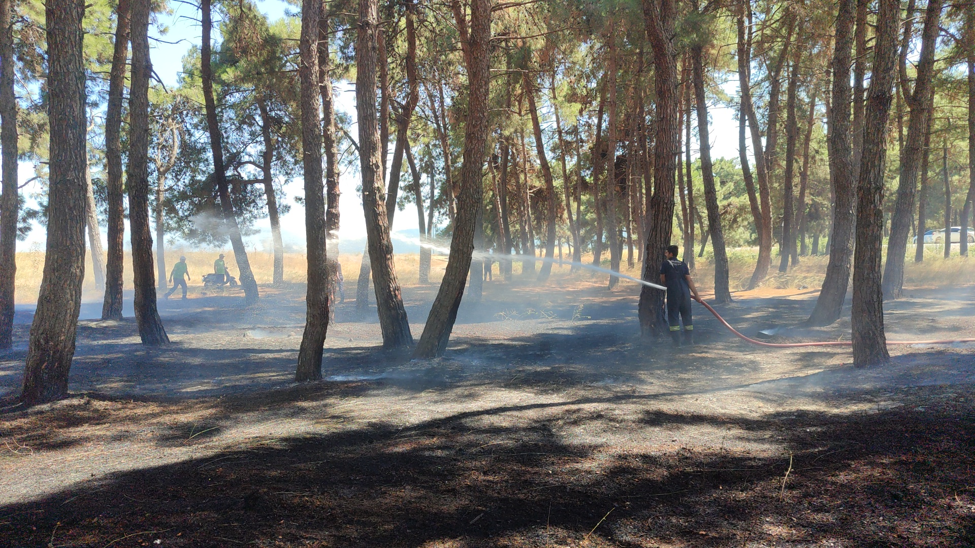 Kuru otlar tutuştu, yangın çamlık alana sıçradı