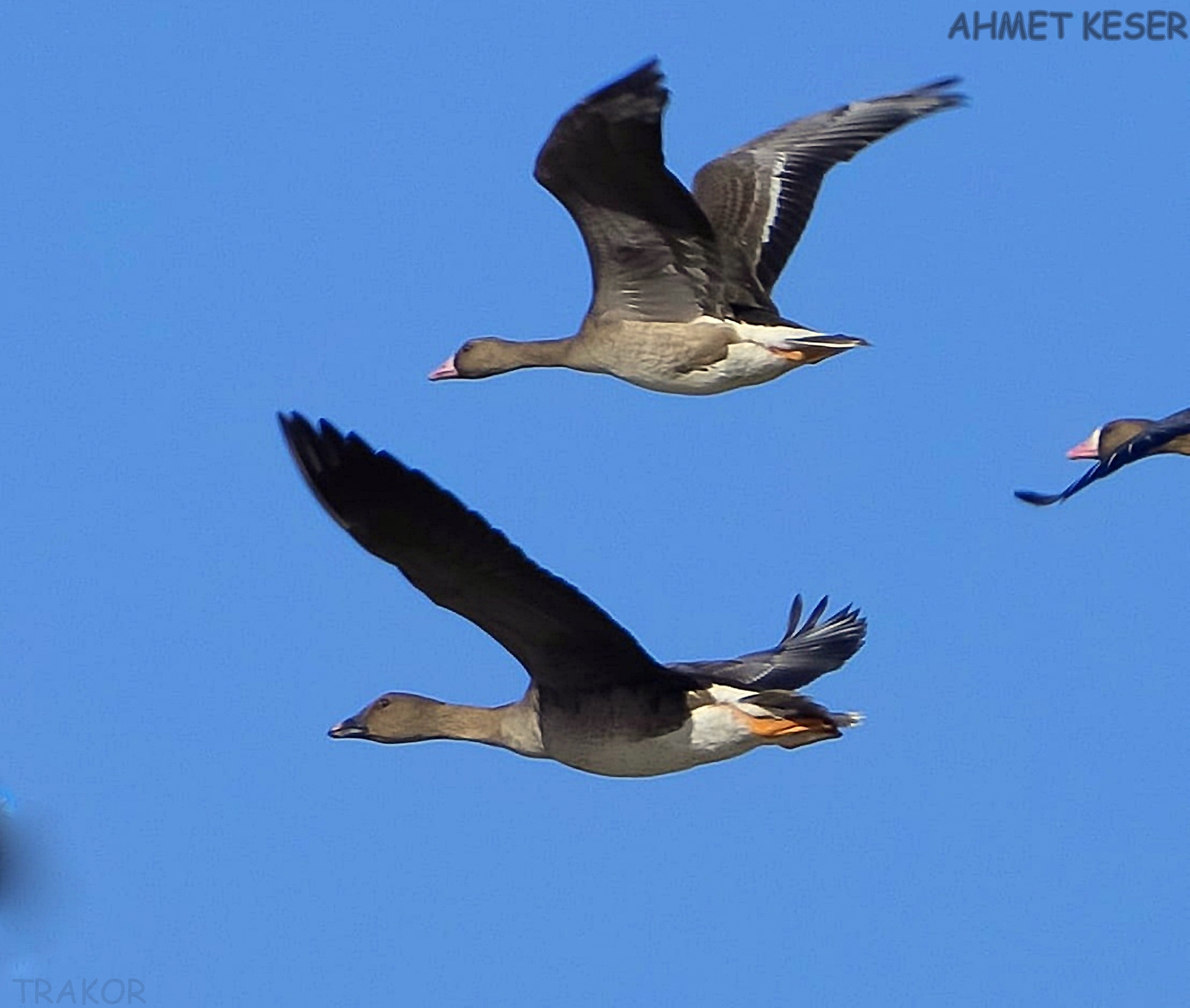 Tundra Kazı 4 yıl Sonra Yeniden Türkiye’de
