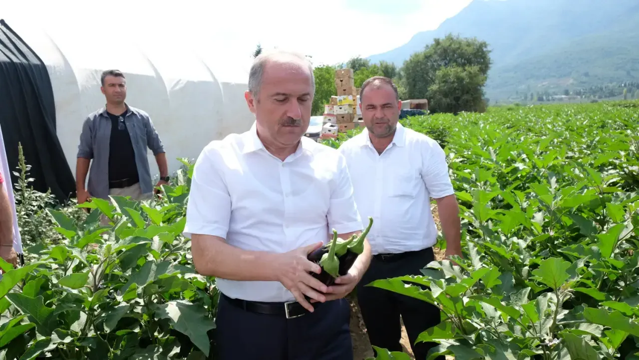 Patlıcanda hasat başladı