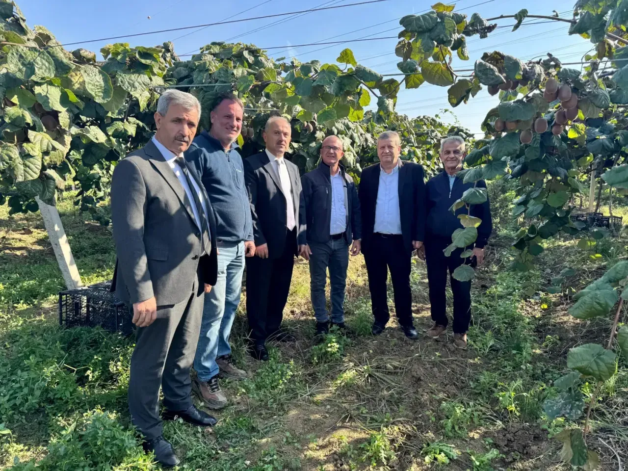 Kivi’de hasat başladı