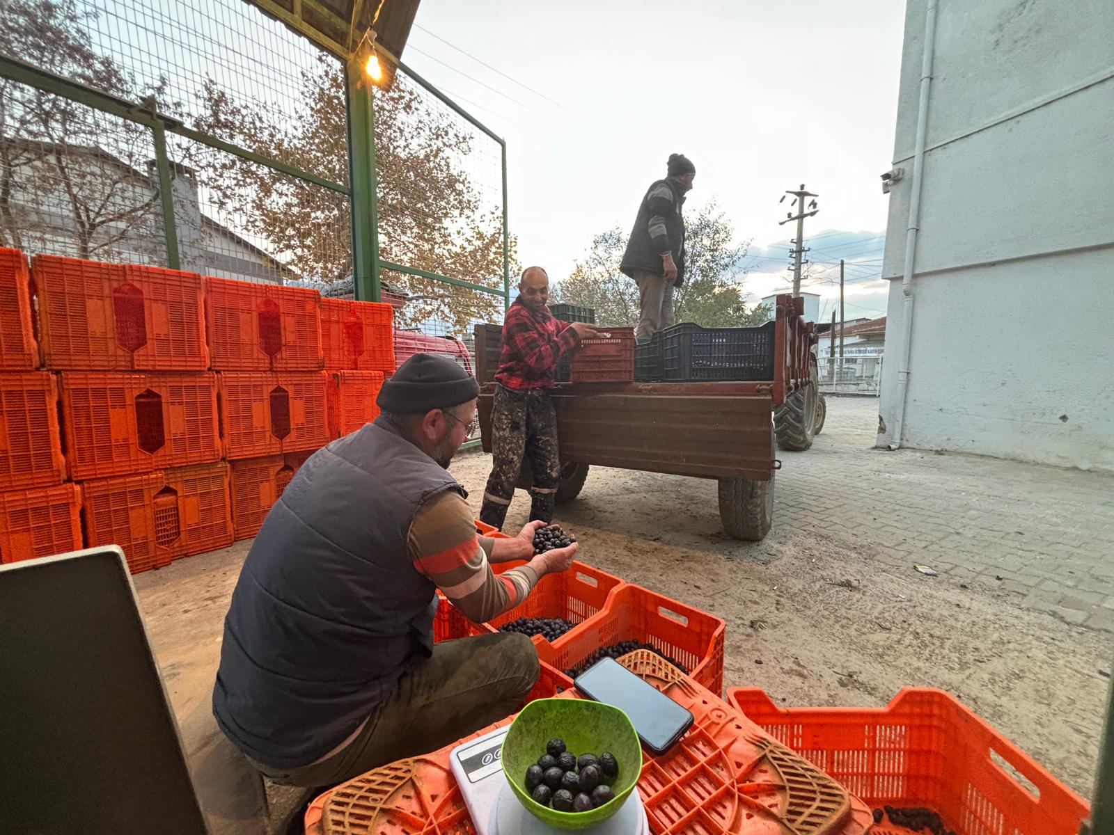 Tarım kredi de zeytin alımlarını tamamladı