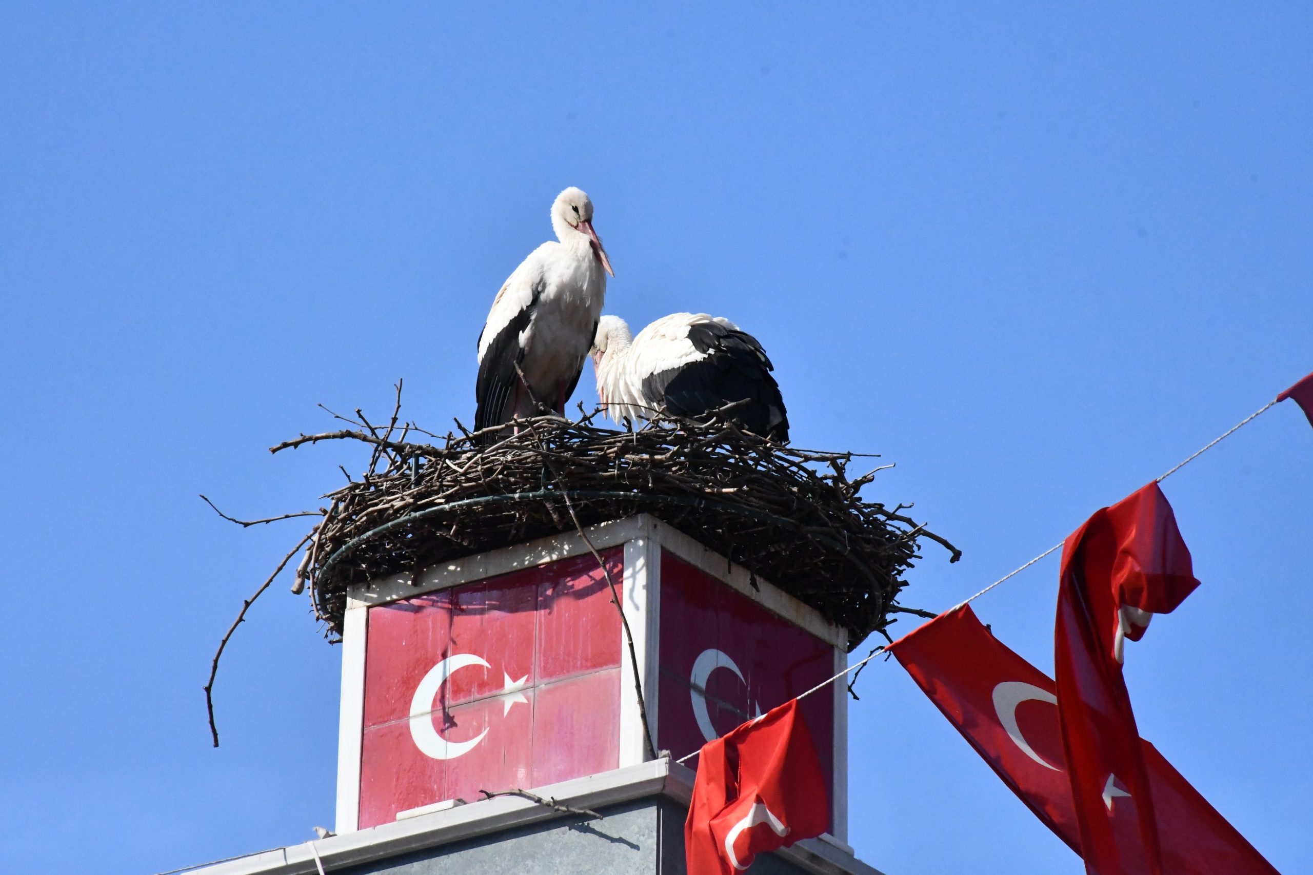 Can ve Canan Leylek Yeniden İznik’te